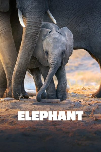 Elephant-poster
