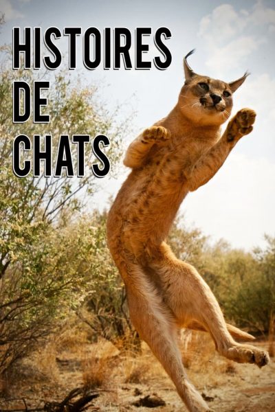 Histoires de chats-poster-2016-1659064579