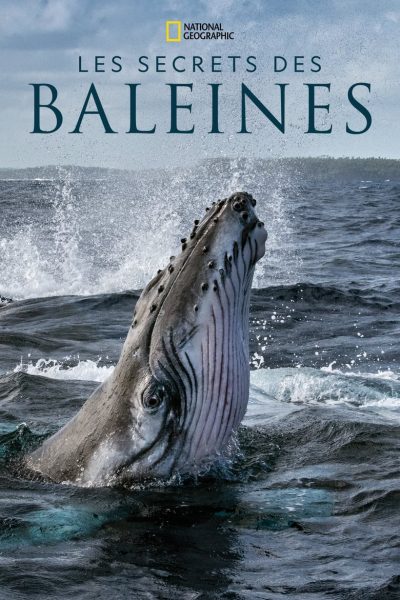 Les Secrets des Baleines-poster-2021-1659004224