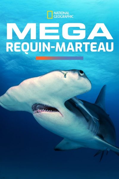 MEGA Requin Marteau-poster-2016-1658848247