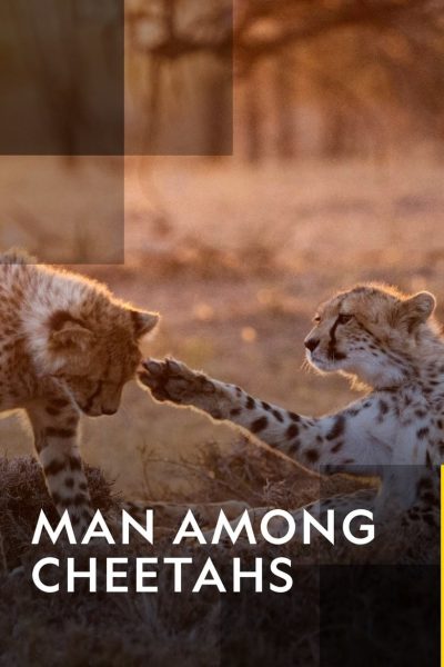Man Among Cheetahs-poster-2017-1658912568