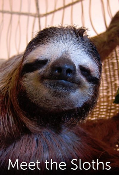 Meet the Sloths-poster-2013-1659063781