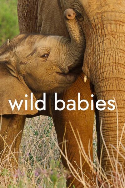Wild Babies : Petits et Sauvages-poster-2022-1659132895