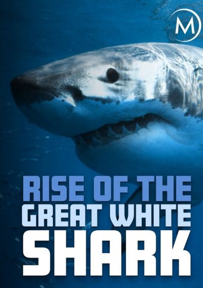 Rise Of The Great White Shark
