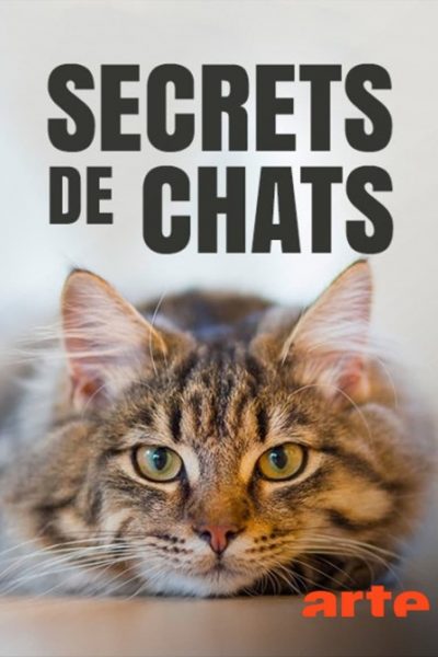 Secrets de chats-poster-2017-1692383049