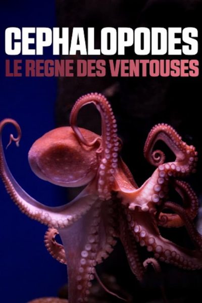 Céphalopodes : le règne des ventouses-poster-2020-1698788394