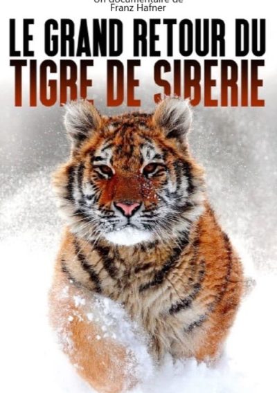 Le grand retour du tigre de Sibérie-poster-2021-1709303801
