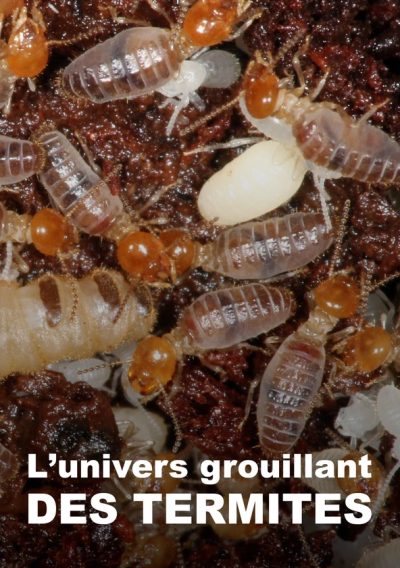 L’Univers grouillant des termites-poster-2018-1714479322