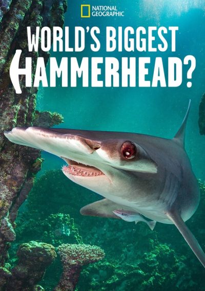 World’s Biggest Hammerhead?-poster-2022-1715954439