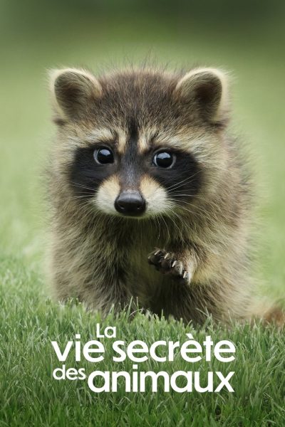 La vie secrète des animaux-poster-2024-1744584561