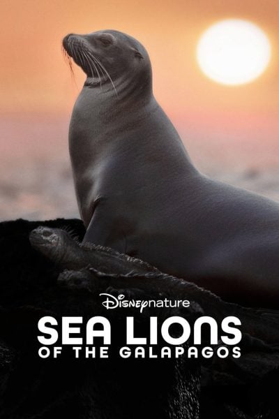 Otaries des Galápagos-poster-2025-1745547837