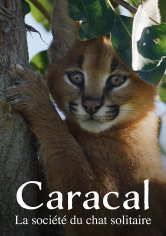 Caracal: La Société du chat solitaire-poster-2024-1758942281