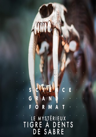 Le mystérieux tigre à dents de sabre-poster-2024-1758790933