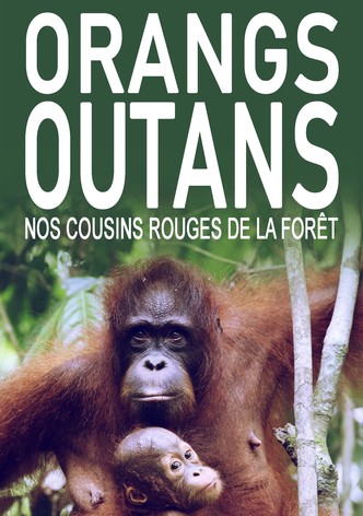 Orangs-outans, nos cousins rouges de la forêt-poster-2025-1756782297