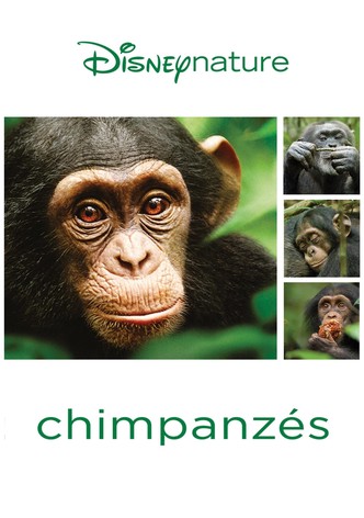 Chimpanzés-poster-2012-1768812907