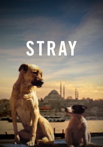 Stray-poster-2021-1768459805