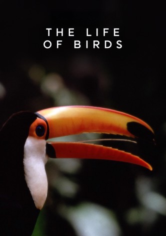 The Life of Birds-poster-1998-1768380001